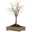 Zelkova serrata, 31,5 cm, ± 15 years old, in a handmade Japanese Tokoname pot