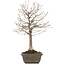 Zelkova serrata, 28 cm, ± 15 jaar oud