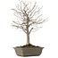 Zelkova serrata, 28 cm, ± 15 jaar oud