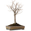 Zelkova serrata, 31,5 cm, ± 15 years old, in a handmade Japanese Tokoname pot