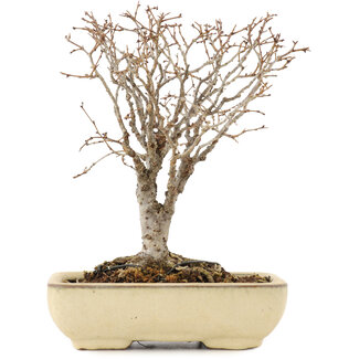 Zelkova serrata, 17 cm, ± 12 Jahre alt