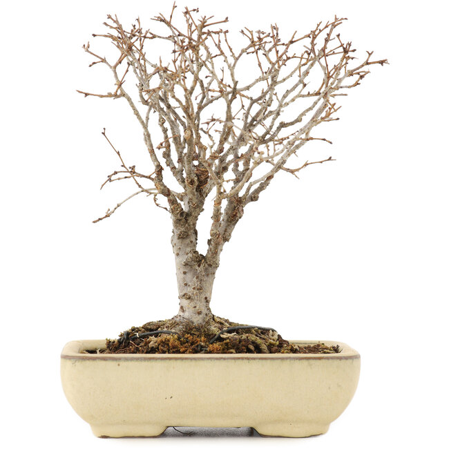 Zelkova serrata, 17 cm, ± 12 jaar oud