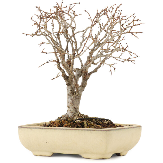 Zelkova serrata, 17 cm, ± 12 years old