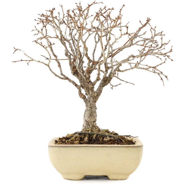 Zelkova serrata, 17 cm, ± 12 jaar oud