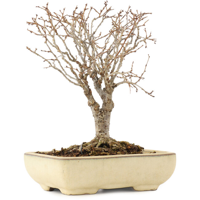 Zelkova serrata, 17 cm, ± 12 jaar oud