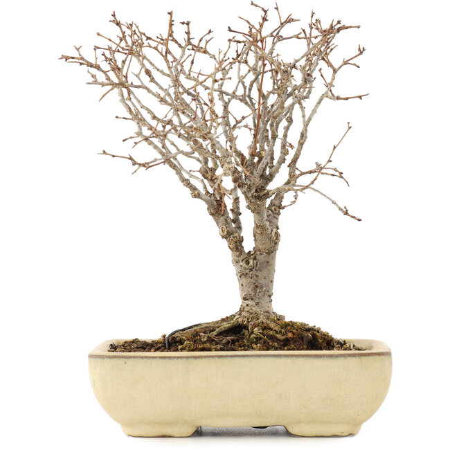 Zelkova serrata, 17 cm, ± 12 jaar oud
