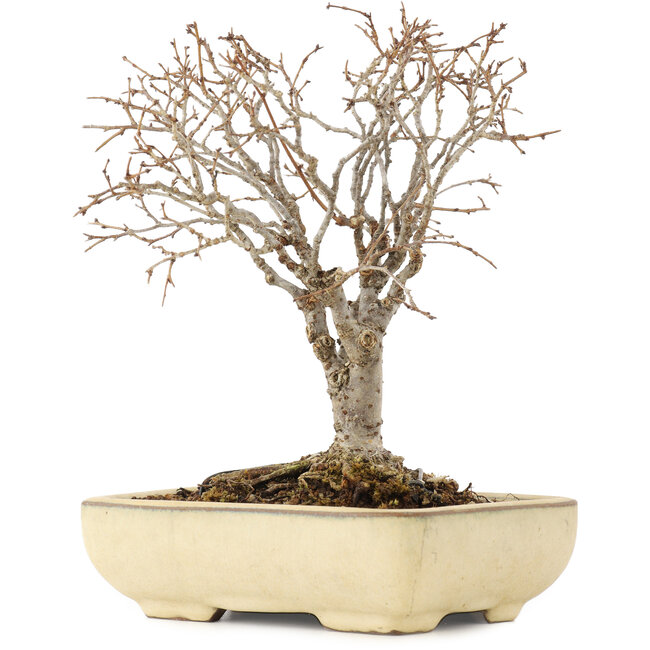 Zelkova serrata, 17 cm, ± 12 años