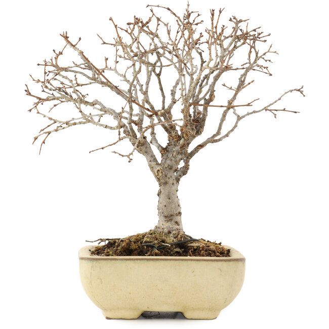 Zelkova serrata, 17 cm, ± 12 anni