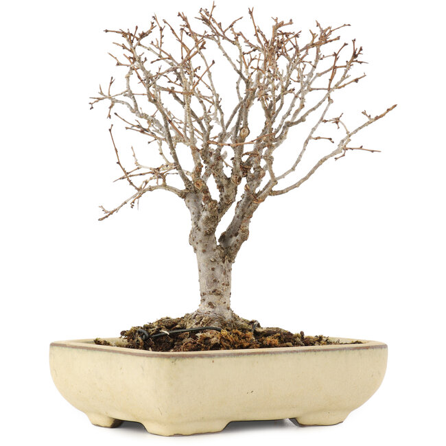 Zelkova serrata, 17 cm, ± 12 anni