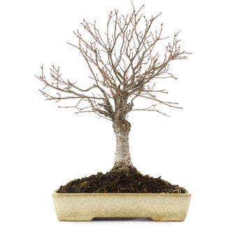  Yamafusa - Takehiko Koie Zelkova serrata, 26 cm, ± 12 Jahre alt