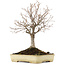 Zelkova serrata, 26 cm, ± 12 years old, in a handmade Japanese Tokoname pot by Yamafusa