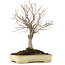 Zelkova serrata, 26 cm, ± 12 years old, in a handmade Japanese Tokoname pot by Yamafusa