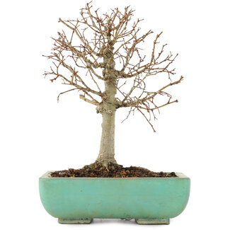 Zelkova serrata, 18 cm, ± 12 Jahre alt