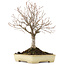 Zelkova serrata, 26 cm, ± 12 years old, in a handmade Japanese Tokoname pot by Yamafusa