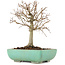 Zelkova serrata, 18 cm, ± 12 years old