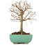 Zelkova serrata, 18 cm, ± 12 years old