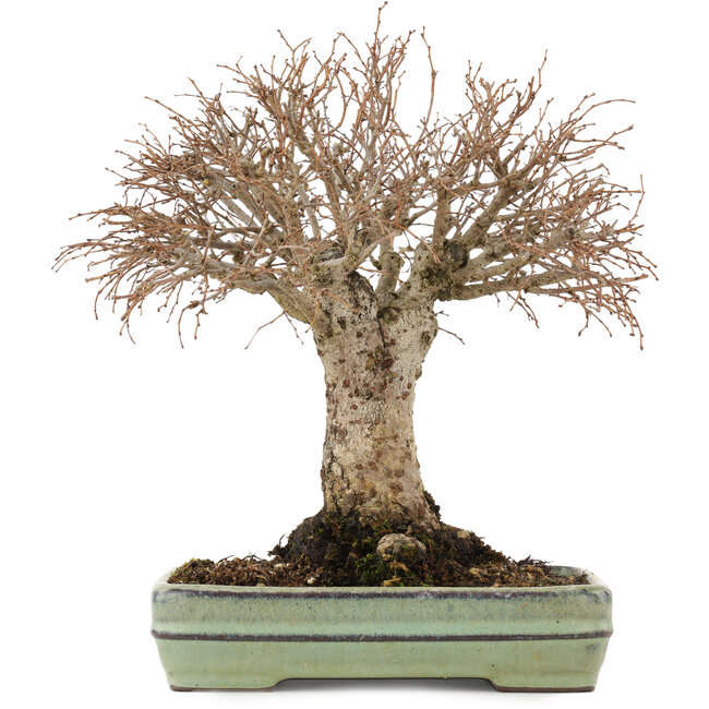 Zelkova serrata, 21 cm, ± 25 jaar oud