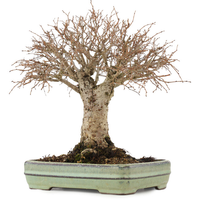 Zelkova serrata, 21 cm, ± 25 ans