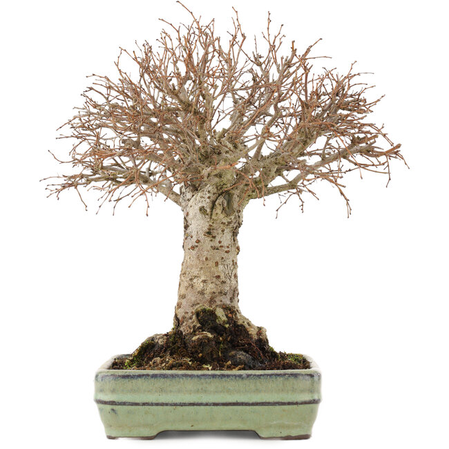 Zelkova serrata, 21 cm, ± 25 Jahre alt