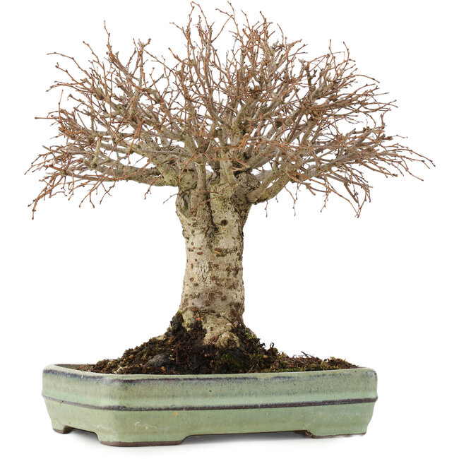 Zelkova serrata, 21 cm, ± 25 ans