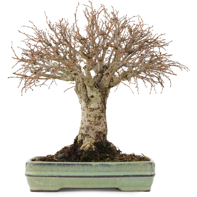 Zelkova serrata, 21 cm, ± 25 ans