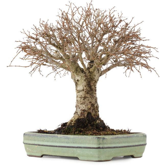 Zelkova serrata, 21 cm, ± 25 jaar oud