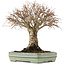 Zelkova serrata, 21 cm, ± 25 ans