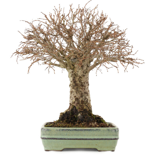 Zelkova serrata, 21 cm, ± 25 ans