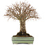 Zelkova serrata, 21 cm, ± 25 años