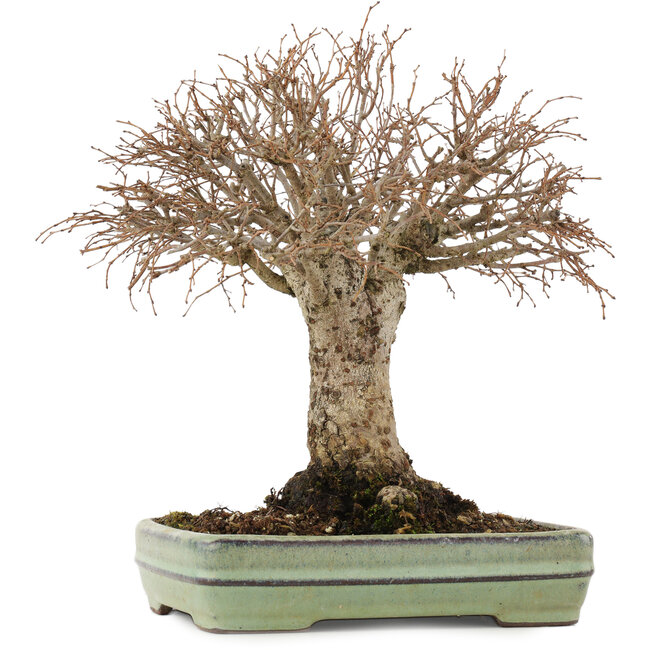 Zelkova serrata, 21 cm, ± 25 ans