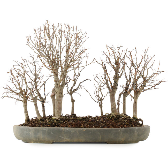 Zelkova serrata, 30,5 cm, ± 20 jaar oud