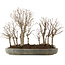 Zelkova serrata, 30,5 cm, ± 20 years old