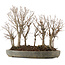 Zelkova serrata, 30,5 cm, ± 20 jaar oud