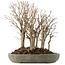 Zelkova serrata, 30,5 cm, ± 20 jaar oud