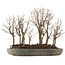 Zelkova serrata, 30,5 cm, ± 20 jaar oud