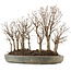 Zelkova serrata, 30,5 cm, ± 20 jaar oud