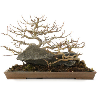 Yamaaki Acer buergerianum, 18 cm, ± 15 jaar oud