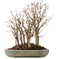 Zelkova serrata, 30,5 cm, ± 20 ans