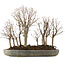 Zelkova serrata, 30,5 cm, ± 20 ans