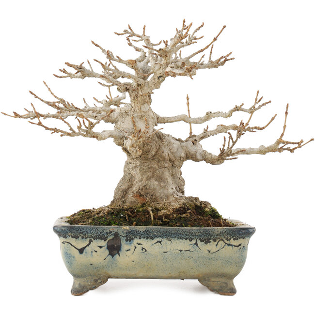 Acer buergerianum, 16 cm, ± 25 years old, with a nebari of 8 cm in a handmade Japanese pot