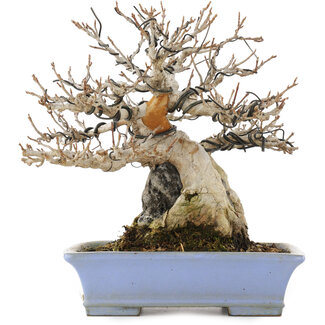 Shibakatsu Acer buergerianum, 19,5 cm, ± 25 años