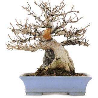  Shibakatsu (Katsuichi Shibata) Acer buergerianum, 19,5 cm, ± 25 Jahre alt