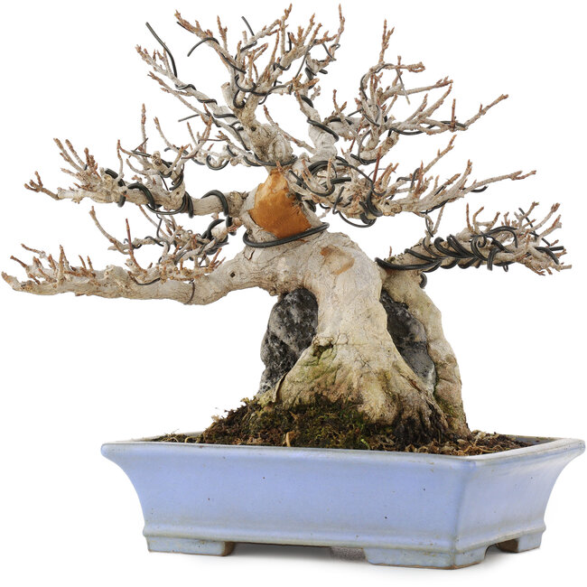 Acer buergerianum, 19,5 cm, ± 25 ans, dans un pot japonais fait main par Shibakatsu