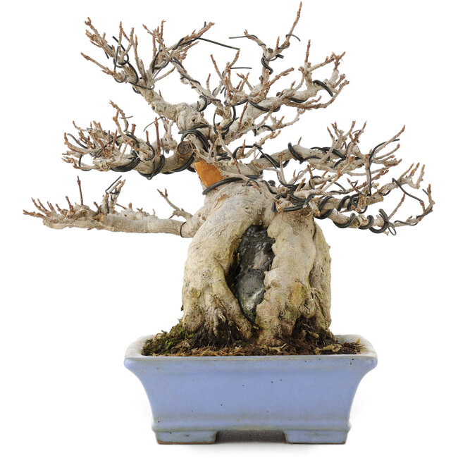 Acer buergerianum, 19,5 cm, ± 25 anni, in un vaso giapponese fatto a mano da Shibakatsu