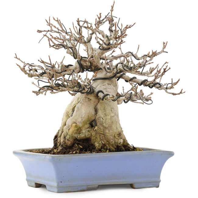 Acer buergerianum, 19,5 cm, ± 25 Jahre alt, in einem handgefertigten japanischen Topf von Shibakatsu