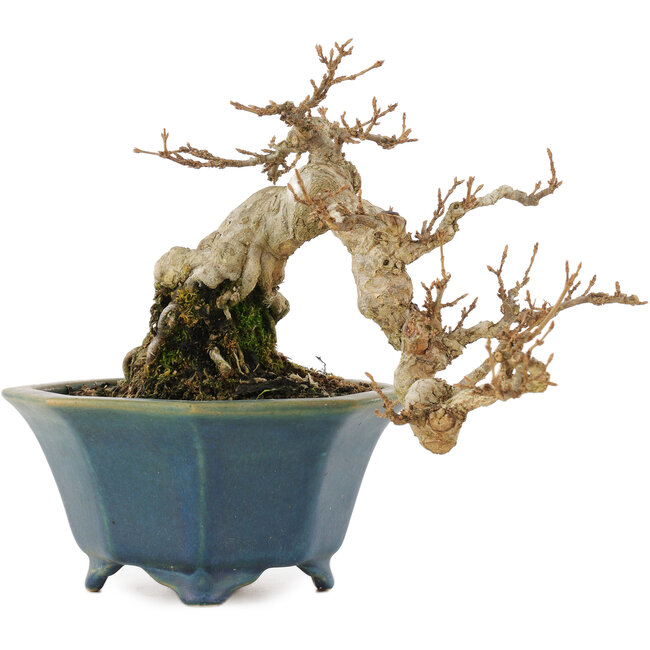 Acer buergerianum, 15 cm, ± 15 ans, dans un pot japonais fait main par Shozan