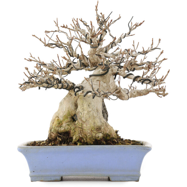 Acer buergerianum, 19,5 cm, ± 25 Jahre alt, in einem handgefertigten japanischen Topf von Shibakatsu