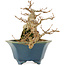 Acer buergerianum, 15 cm, ± 15 years old, in a handmade Japanese pot by Shozan