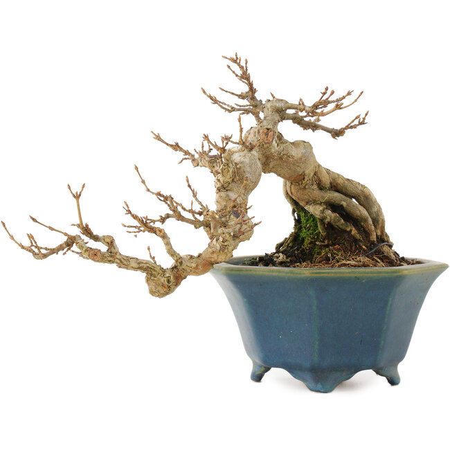 Acer buergerianum, 15 cm, ± 15 years old, in a handmade Japanese pot by Shozan