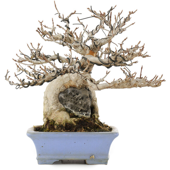 Acer buergerianum, 19,5 cm, ± 25 ans, dans un pot japonais fait main par Shibakatsu